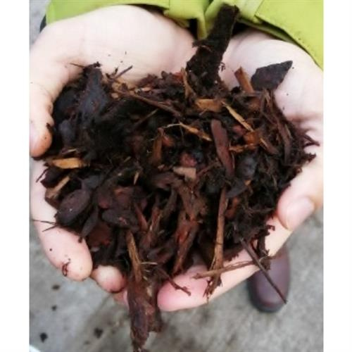 scotbark-medium-bark